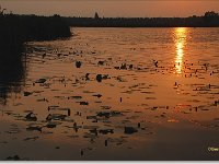 sized_Ringelsven_20080608 _07